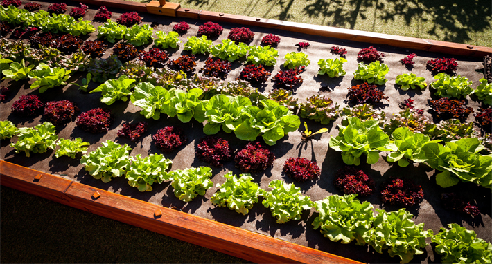 huerto wellington adaptada